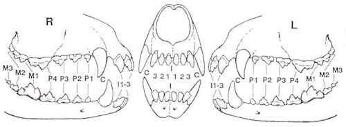 zubna-schema